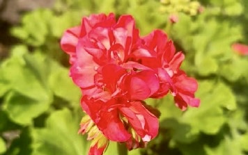 Конкурс благоустройства